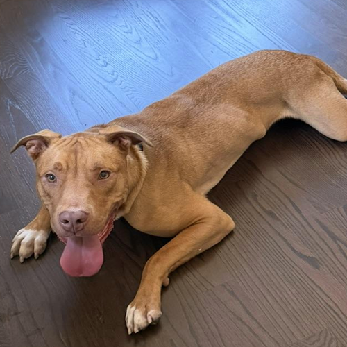 Rudy III (New Digs), an adoptable Labrador Retriever in Dallas, TX