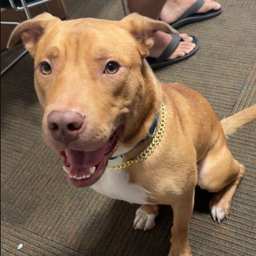 RUDY III (NEW DIGS) - Labrador Retriever available for adoption