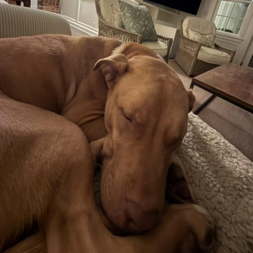 Rudy III (New Digs) photo 3