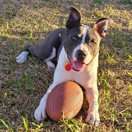 ROCKY XXIV (NEW DIGS) - American Staffordshire Terrier available for adoption