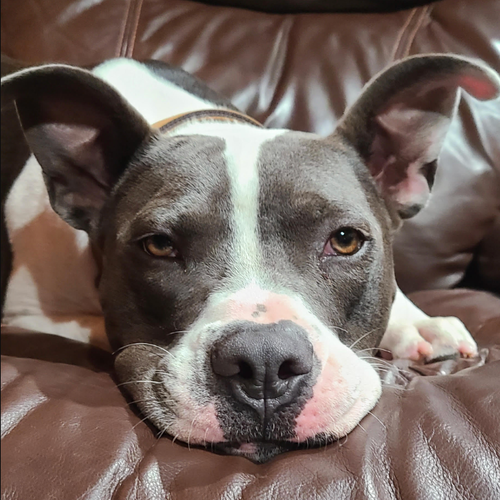 ROCKY XXIV (NEW DIGS) - American Staffordshire Terrier available for adoption