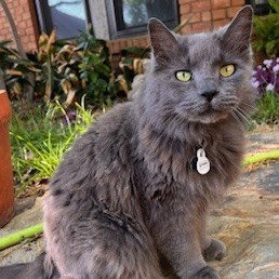 Lucky IX (New Dig), Senior Domestic Long Hair, cat for adoption in Hurst, Texas