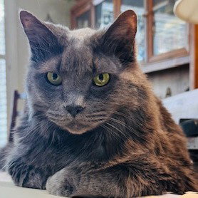 LUCKY IX (NEW DIG) - Domestic Long Hair available for adoption