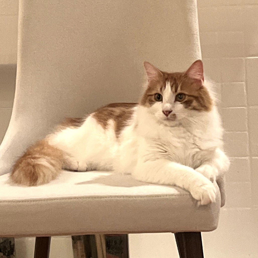 Gus V (New Digs) Image