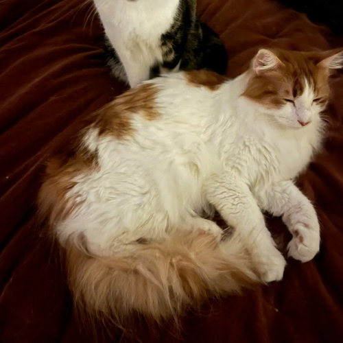 GUS V (NEW DIGS) - Turkish Van available for adoption