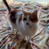 Gus V (New Digs) - Photo 3