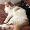Gus V (New Digs) - Photo 4