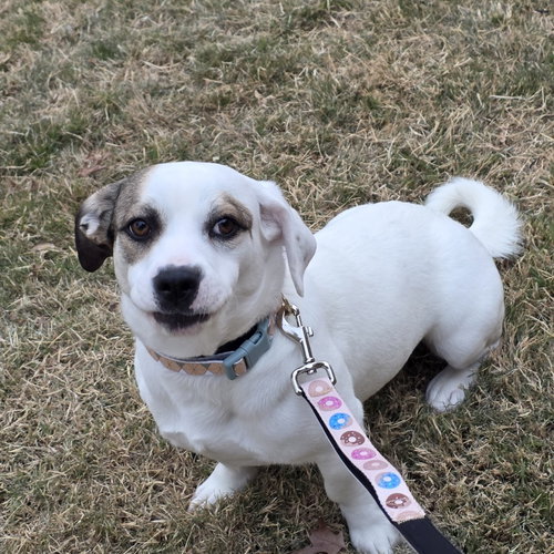 Luna XL (New Digs), an adoptable Terrier in Dallas, TX