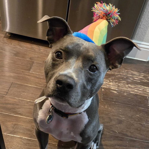 Cooper XI (New Digs), an adoptable Pit Bull Terrier in Dallas, TX