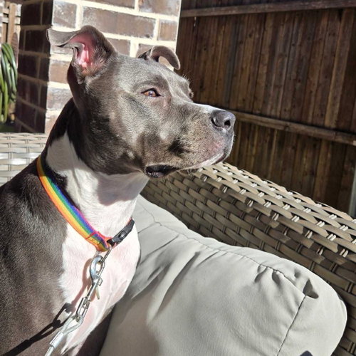 COOPER XI (NEW DIGS) - Pit Bull Terrier available for adoption