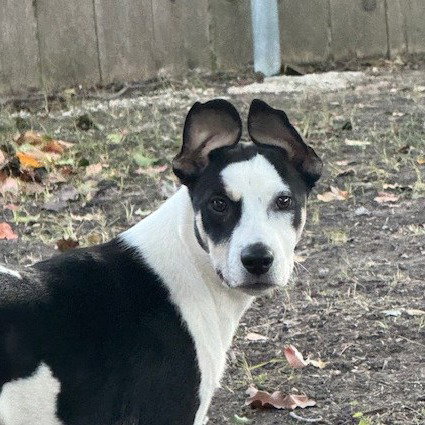 Nova Rose (New Digs), an adoptable Collie in Dallas, TX