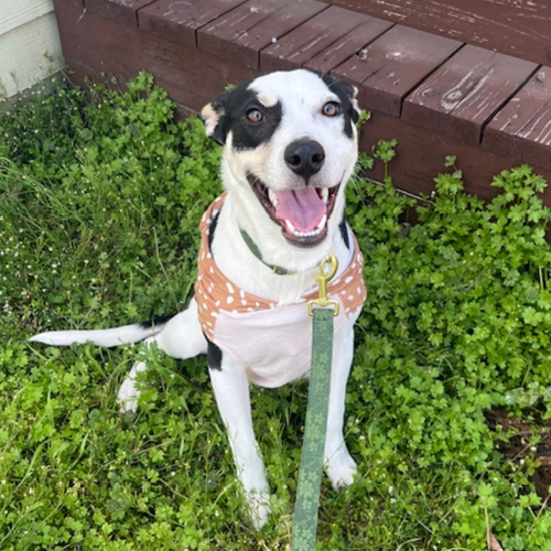 NOVA ROSE (NEW DIGS) - Collie available for adoption