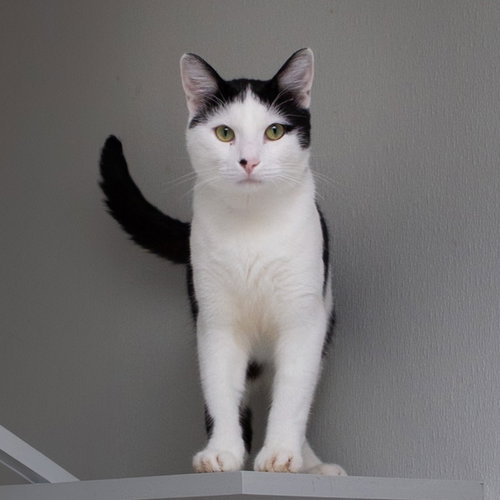 Niblet, Adult Domestic Short Hair, cat for adoption in Hurst, Texas
