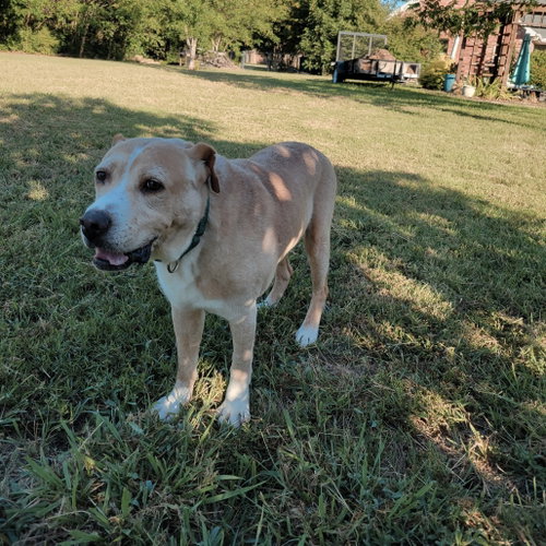 Nelson, Terrier