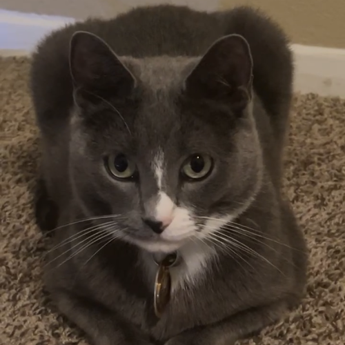 Tray, Adult Domestic Short Hair, cat for adoption in Hurst, Texas