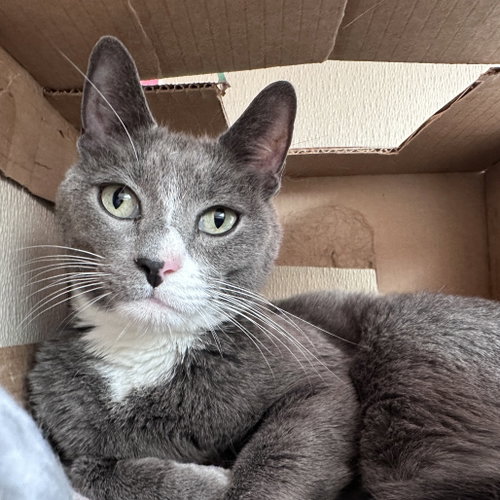 Tray, Adult Domestic Short Hair, cat for adoption in Fort Worth, Texas