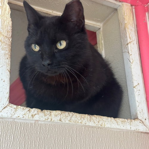 Big Tail, Adult Domestic Short Hair, cat for adoption in Hurst, Texas