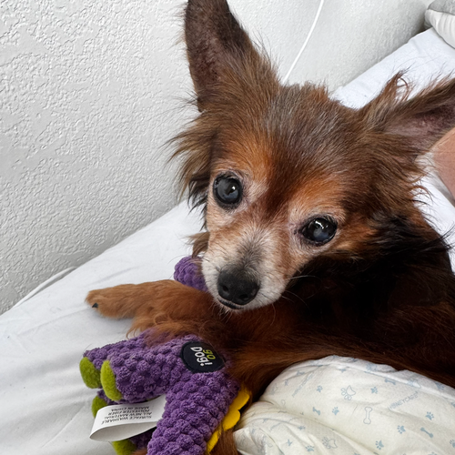 Ray Charles, an adoptable Chihuahua in Dallas, TX