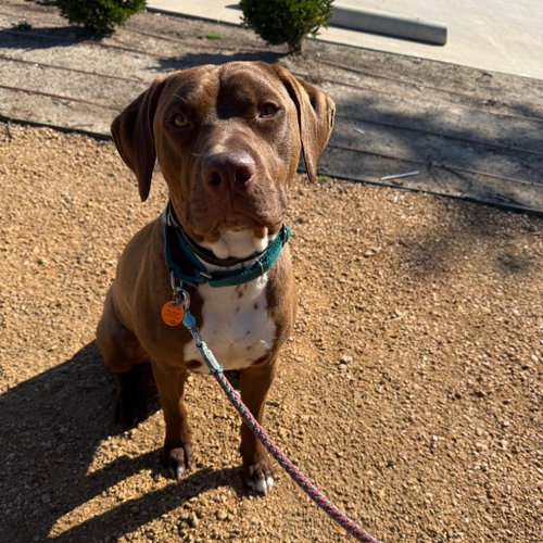 JACKO - Pit Bull Terrier available for adoption