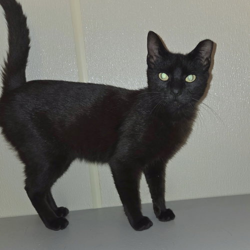 Brother, Young Domestic Short Hair, cat for adoption in Hurst, Texas
