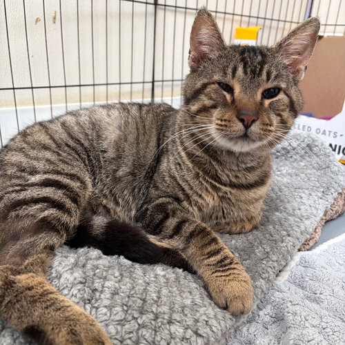 Trout, Adult Domestic Short Hair, cat for adoption in Hurst, Texas