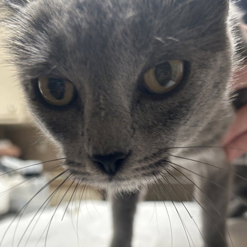 Giniro, Young Domestic Short Hair, cat for adoption in Hurst, Texas