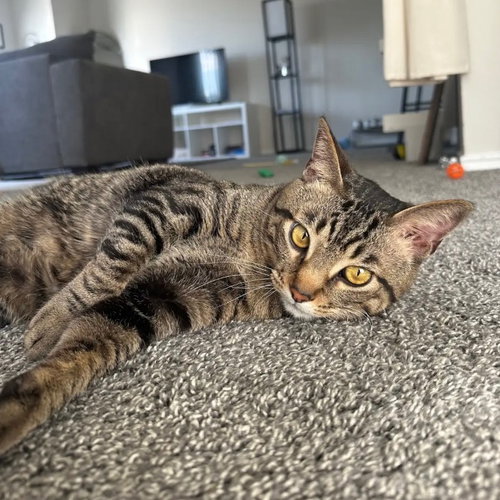 Safari, Adult Domestic Short Hair, cat for adoption in Hurst, Texas