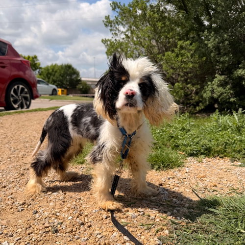 Clara Bow, an adoptable Cocker Spaniel in Dallas, TX