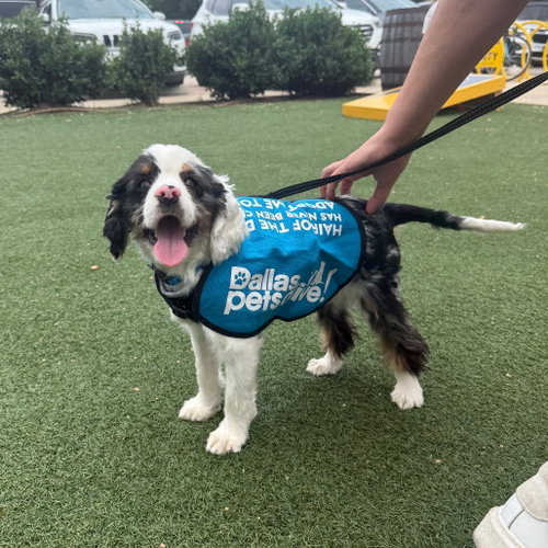 Clara Bow, an adoptable Cocker Spaniel in Dallas, TX