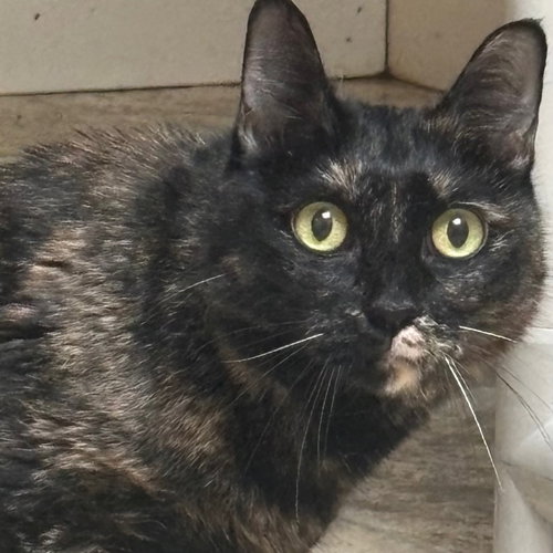 Harriet, Adult Domestic Short Hair, cat for adoption in Hurst, Texas