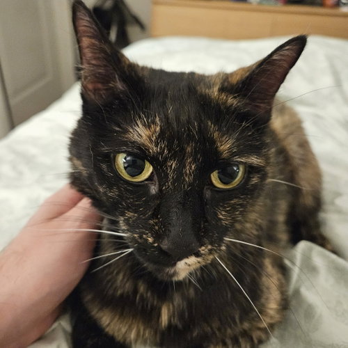 Harriet, Adult Domestic Short Hair, cat for adoption in Hurst, Texas
