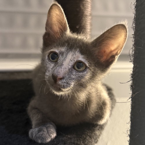 Malbec, Baby Domestic Short Hair, cat for adoption in Hurst, Texas