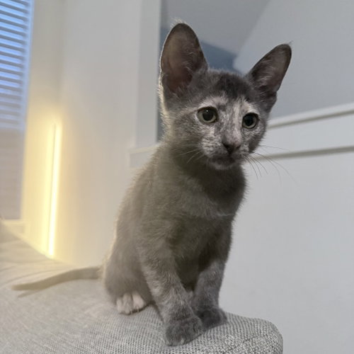 Malbec, Baby Domestic Short Hair, cat for adoption in Fort Worth, Texas