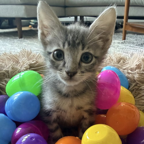 Merlot, Baby Domestic Short Hair, cat for adoption in Hurst, Texas