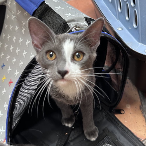 Shanghai, Baby Domestic Short Hair, cat for adoption in Hurst, Texas