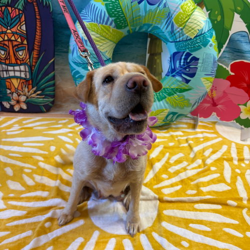 Holy Moly Macaroni, an adoptable Shar Pei in Dallas, TX