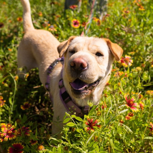 Holy Moly Macaroni, an adoptable Shar Pei in Dallas, TX