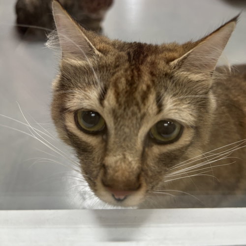 Margret, Young Domestic Long Hair, cat for adoption in Hurst, Texas