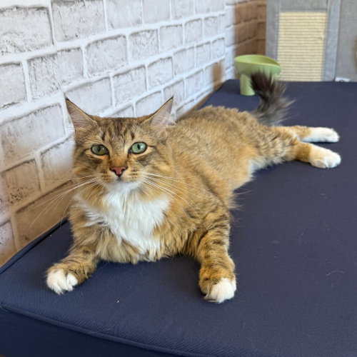 Margret, Young Domestic Long Hair, cat for adoption in Fort Worth, Texas