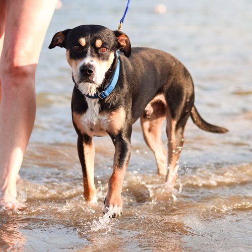 Beau, a dog for adoption from Dallas Pets Alive