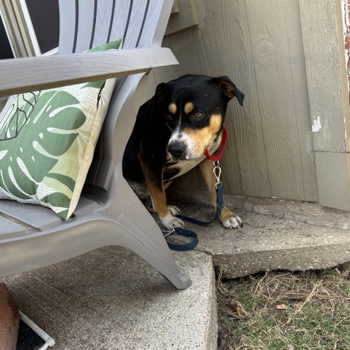 Photo 2 of Beau