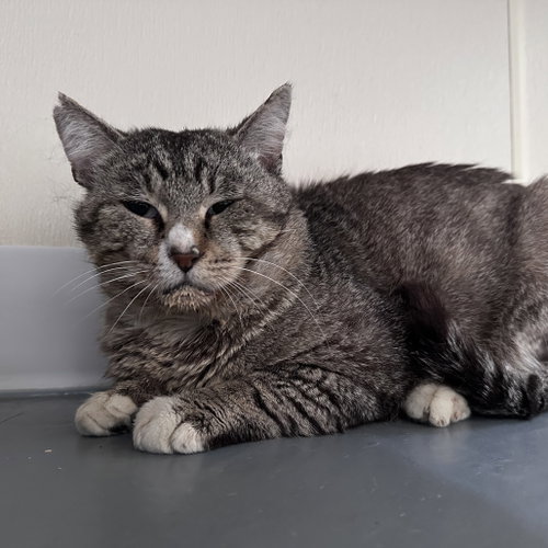 Lizard, Adult Domestic Short Hair, cat for adoption in Fort Worth, Texas