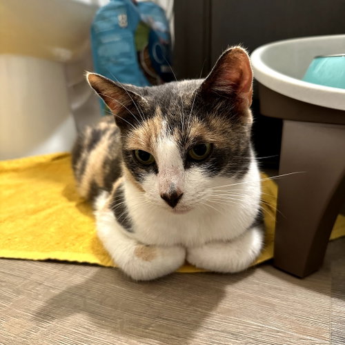 Parvati, an adoptable Domestic Short Hair in Dallas, TX