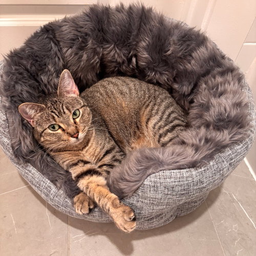Caddy, Adult Domestic Short Hair, cat for adoption in Fort Worth, Texas