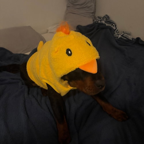 SMOKEY VI (NEW DIGS) - Rottweiler available for adoption