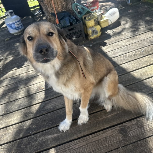 DESIRAY REBEL (NEW DIGS) - Great Pyrenees available for adoption