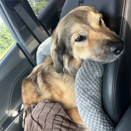 DESIRAY REBEL (NEW DIGS) - Great Pyrenees available for adoption
