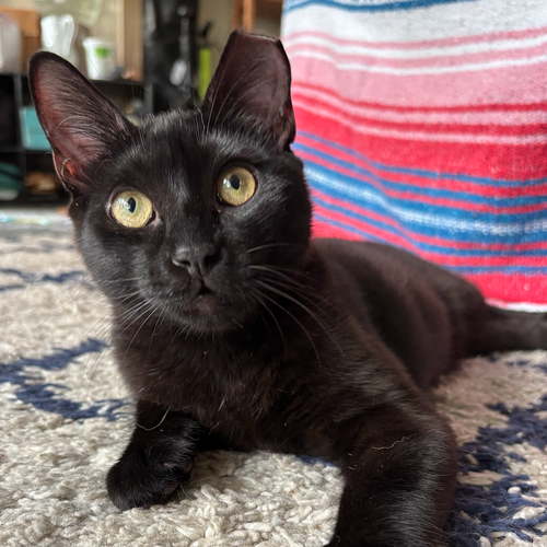 Marbles (New Digs), Baby Bobtail, cat for adoption in Fort Worth, Texas