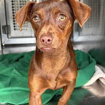 Jade, an adoptable Dachshund in Dallas, TX
