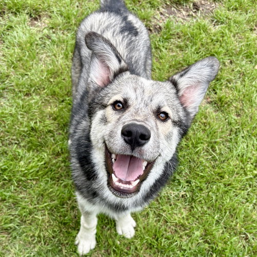 Porter, an adoptable Husky in Dallas, TX